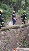 _2026-05-31 Baum über Straße Hohes Kreuz-17-5